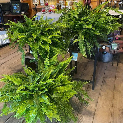 🔥Last Day 60% OFF🔥Oversized Pre-Lit Artificial Boston Ferns --No watering. No fading