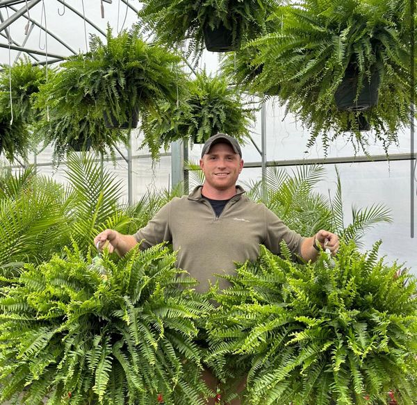 🔥Last Day 60% OFF🔥Oversized Pre-Lit Artificial Boston Ferns --No watering. No fading
