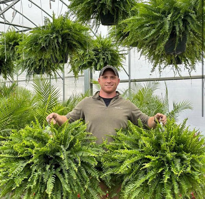 🔥Last Day 60% OFF🔥Oversized Pre-Lit Artificial Boston Ferns --No watering. No fading