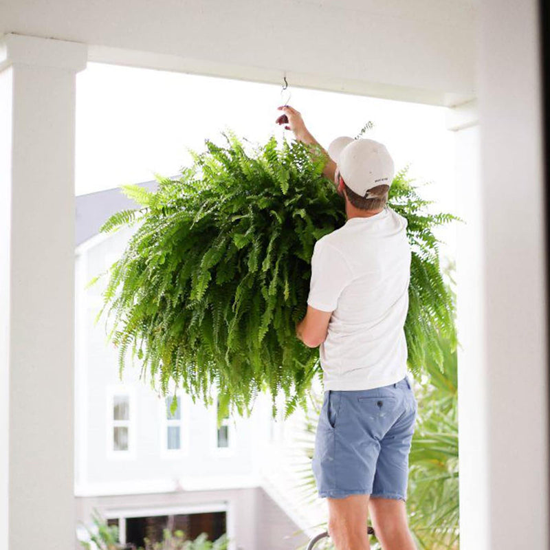 🔥Last Day 60% OFF🔥Oversized Pre-Lit Artificial Boston Ferns --No watering. No fading