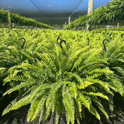 🔥Last Day 60% OFF🔥Oversized Pre-Lit Artificial Boston Ferns --No watering. No fading