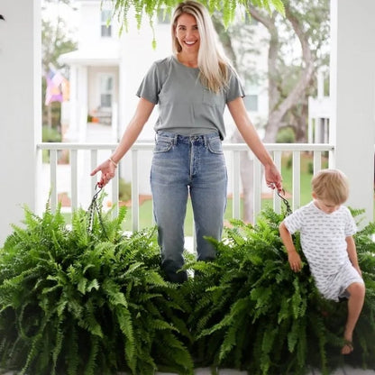 🔥Last Day 60% OFF🔥Oversized Pre-Lit Artificial Boston Ferns --No watering. No fading