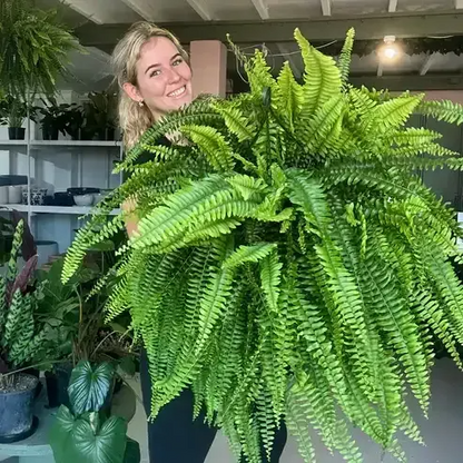 🔥Last Day 60% OFF🔥Oversized Pre-Lit Artificial Boston Ferns --No watering. No fading